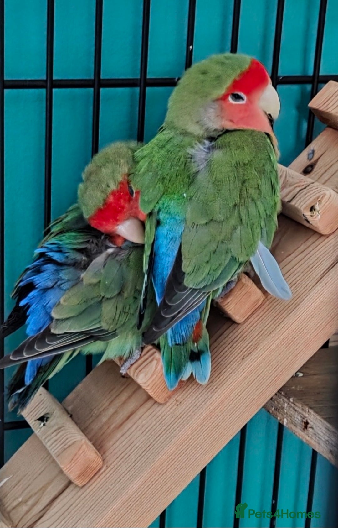 Lovebirds birds for sale: Bonded pair of peach faced lovebirds - Image 2
