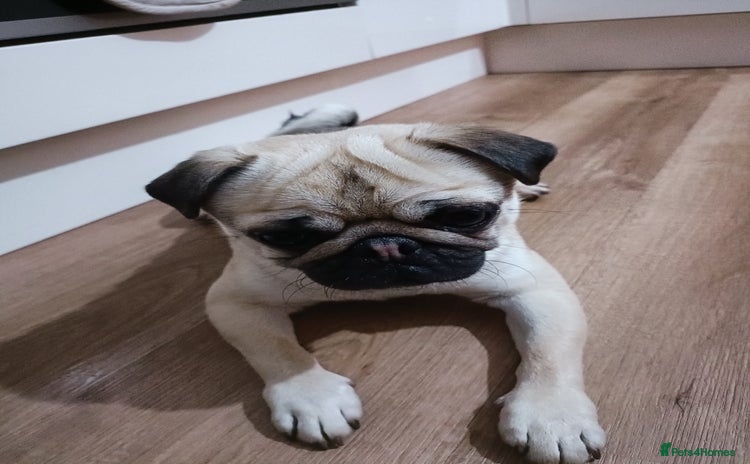 Pug dogs 2 year old male fawn pug - Advert 6
