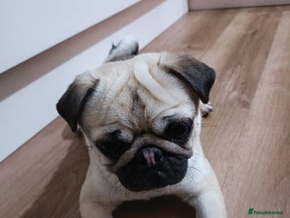 Pug dogs for sale: 2 year old male fawn pug - Advert 1