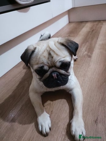Pug dogs 2 year old male fawn pug - Advert 6