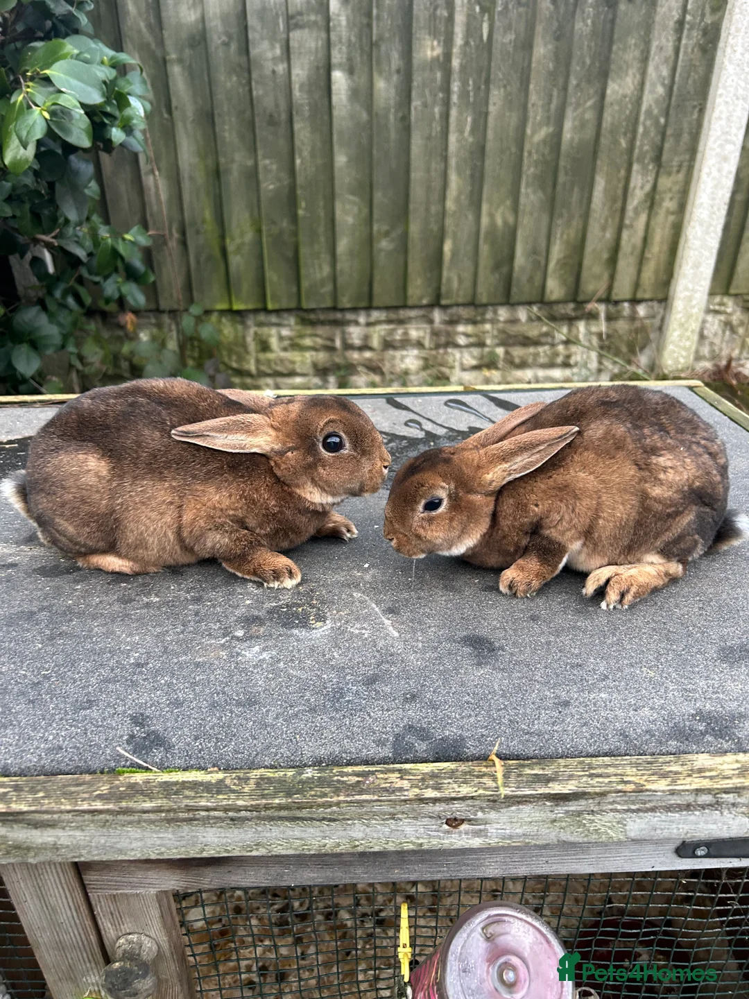 Rex rabbits for sale: Mini caster rex - Advert 3