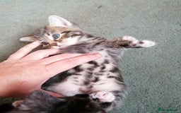 Domestic Shorthair cats for sale: Stunning kittens for sale  - Image 5