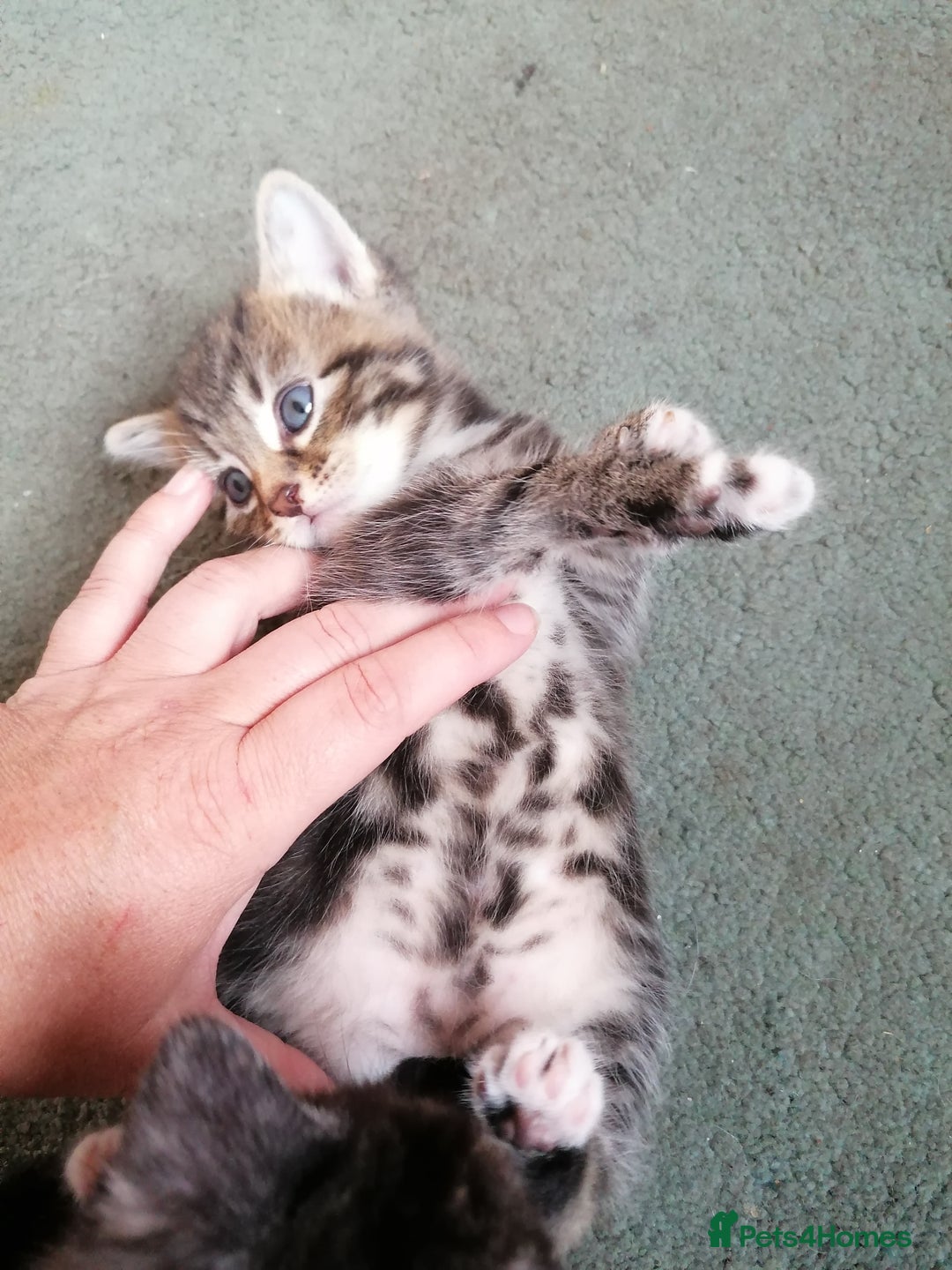 Domestic Shorthair cats for sale: Stunning kittens for sale  - Image 5