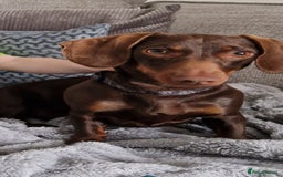 Miniature Dachshund dogs for sale: Miniature dachshund girl - Image 2
