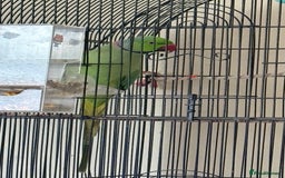 Ringnecks birds for sale: Male Green Indian Ringneck Parrot (On sale) - Image 7