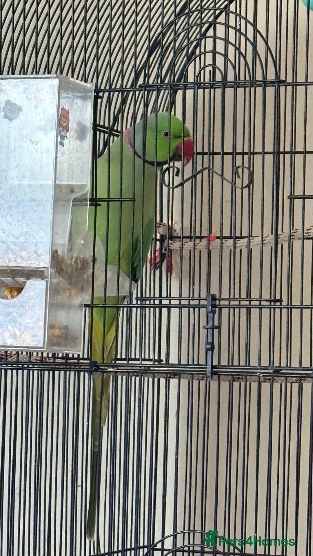 Ringnecks birds for sale: Male Green Indian Ringneck Parrot (On sale) - Image 7