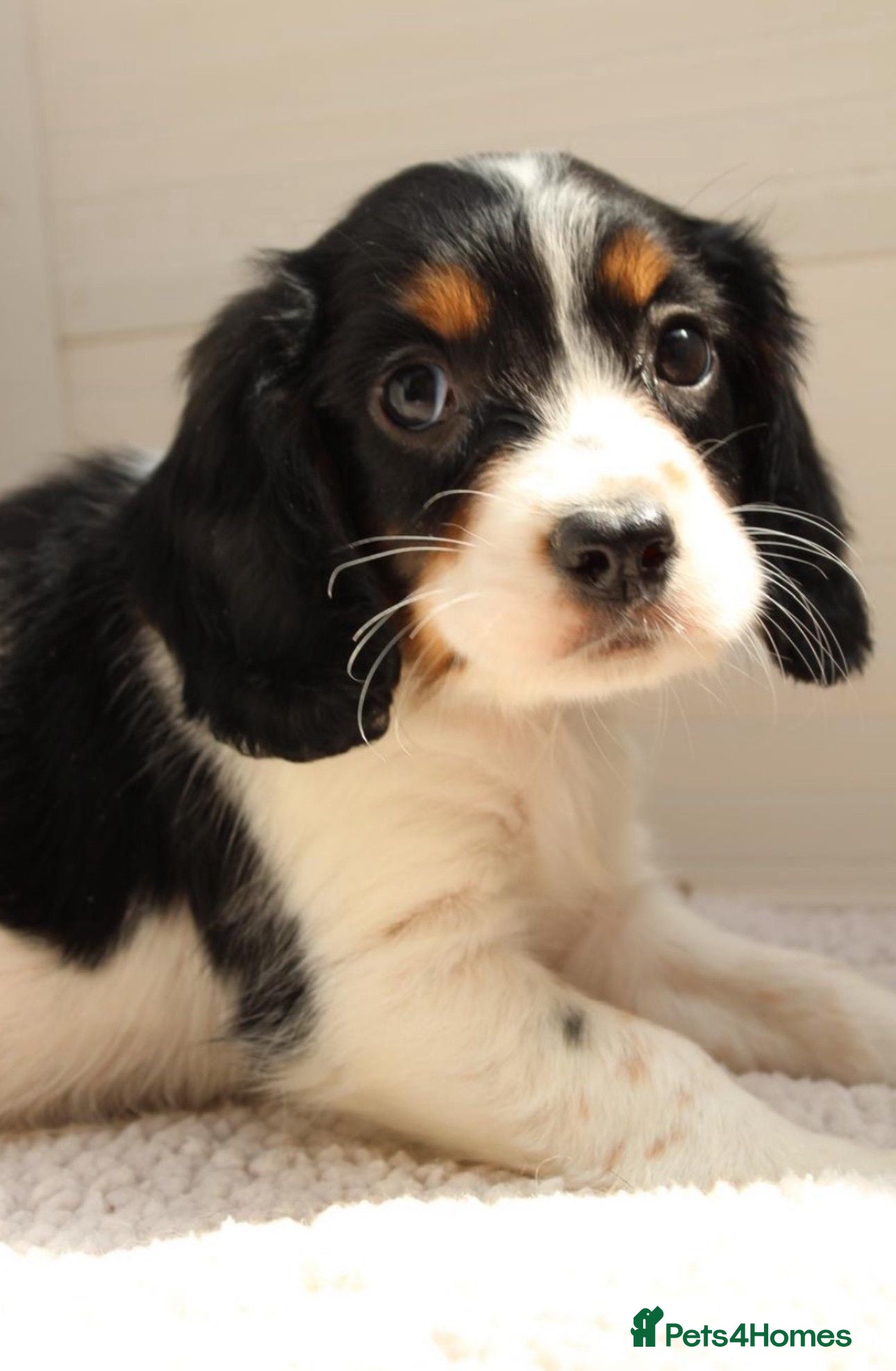 Sprocker dogs Sprocker puppies for sale - Advert 2