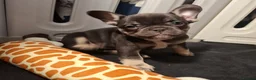 French Bulldog dogs for sale: Exotic coloured visual fluffy frenchies  - Advert 14