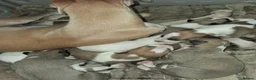 Whippet dogs for sale: Whippet Puppies in Dollar - Advert 14
