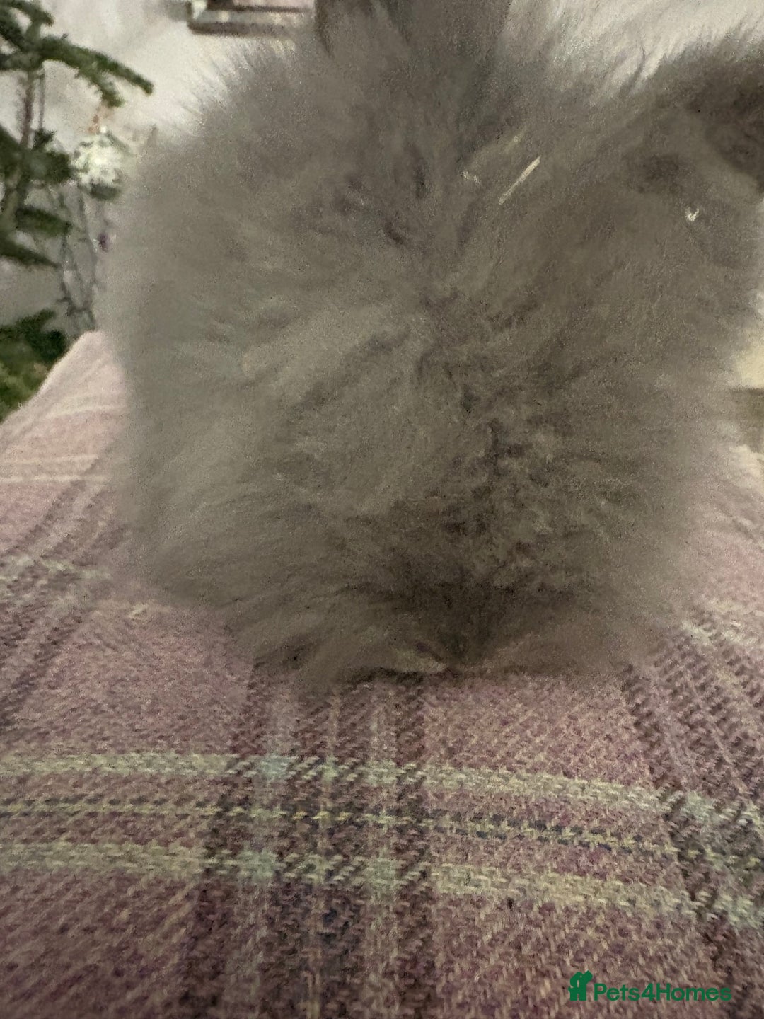 Mixed Breed rabbits for sale: Beautiful babies  - Advert 3