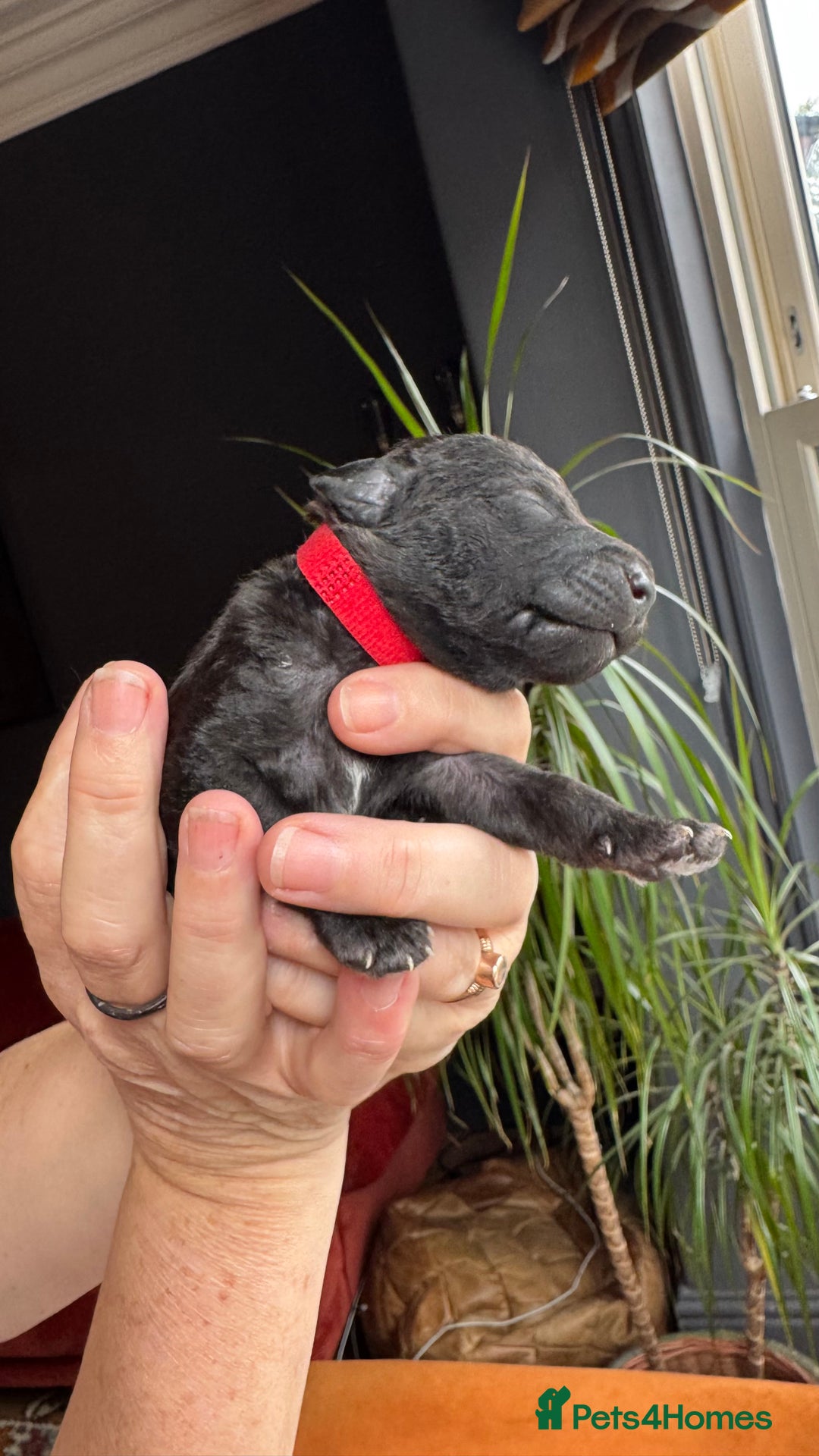 Mixed Breed dogs for sale: Bedlington x whippet puppies - Image 4
