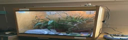 Chameleon reptiles for sale: Yemen Chameleon + Vivarium Setup Kit - Advert 11