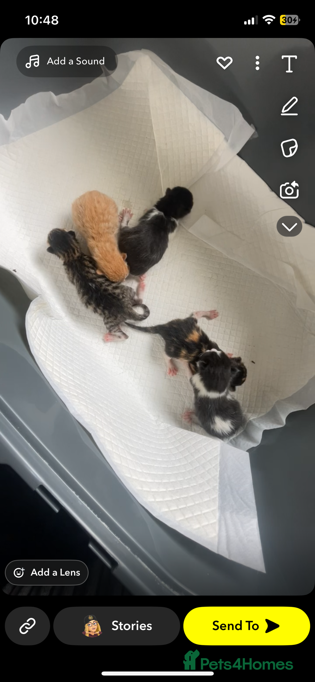Mixed Breed cats for sale: female kitten  - Image 6