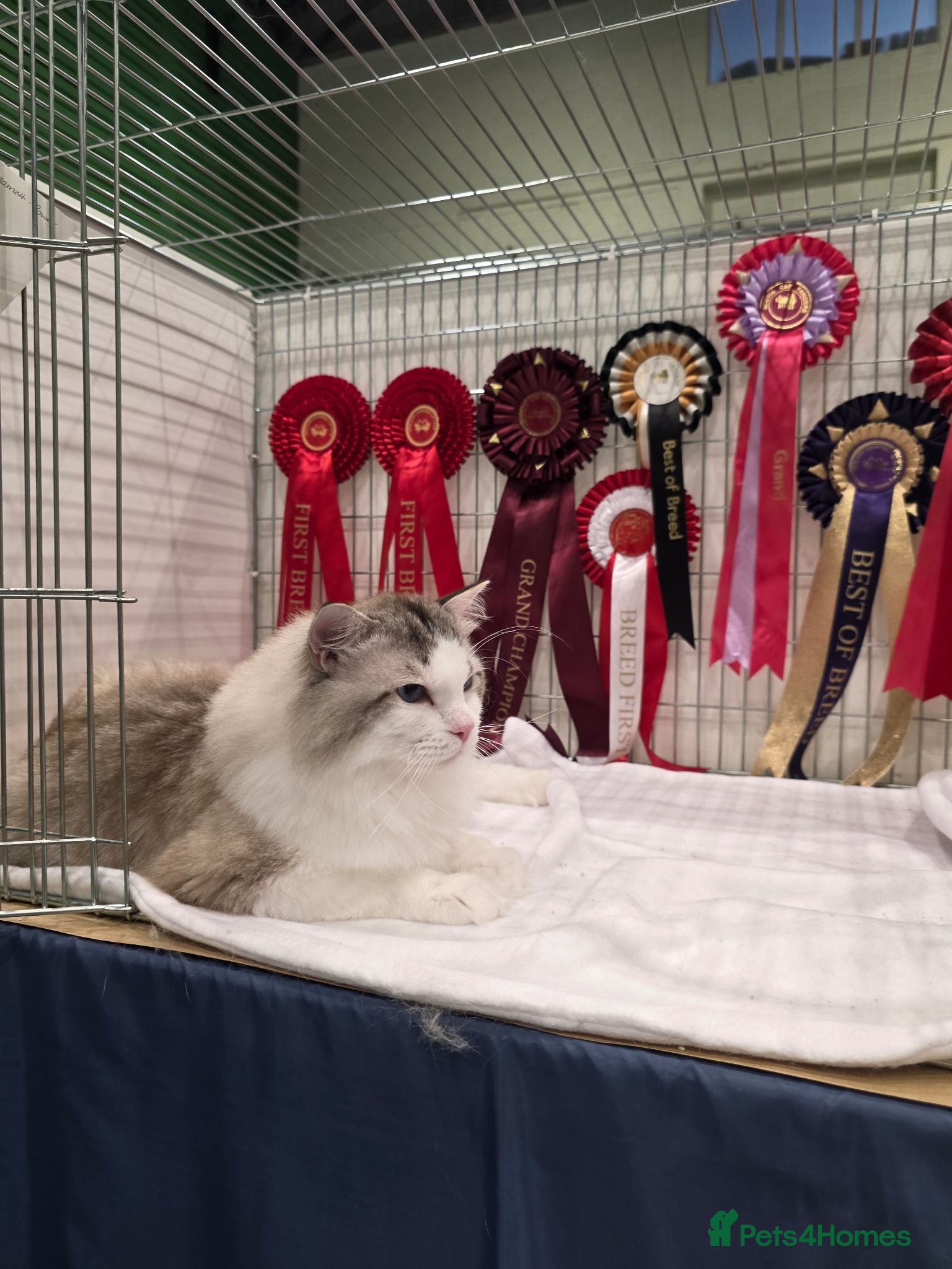 Ragdoll cats GCCF/TICA ACTIVE REGISTERED Champion winner  - Advert 11