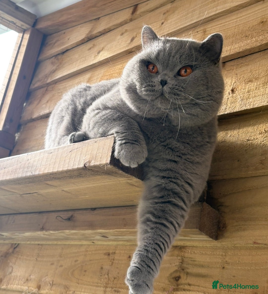 British Shorthair cats for sale: Lovely BSH  - Advert 13