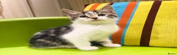 Mixed Breed cats for sale: Kittens for sale ,mixed breed, wonderful behaviour - Advert 31