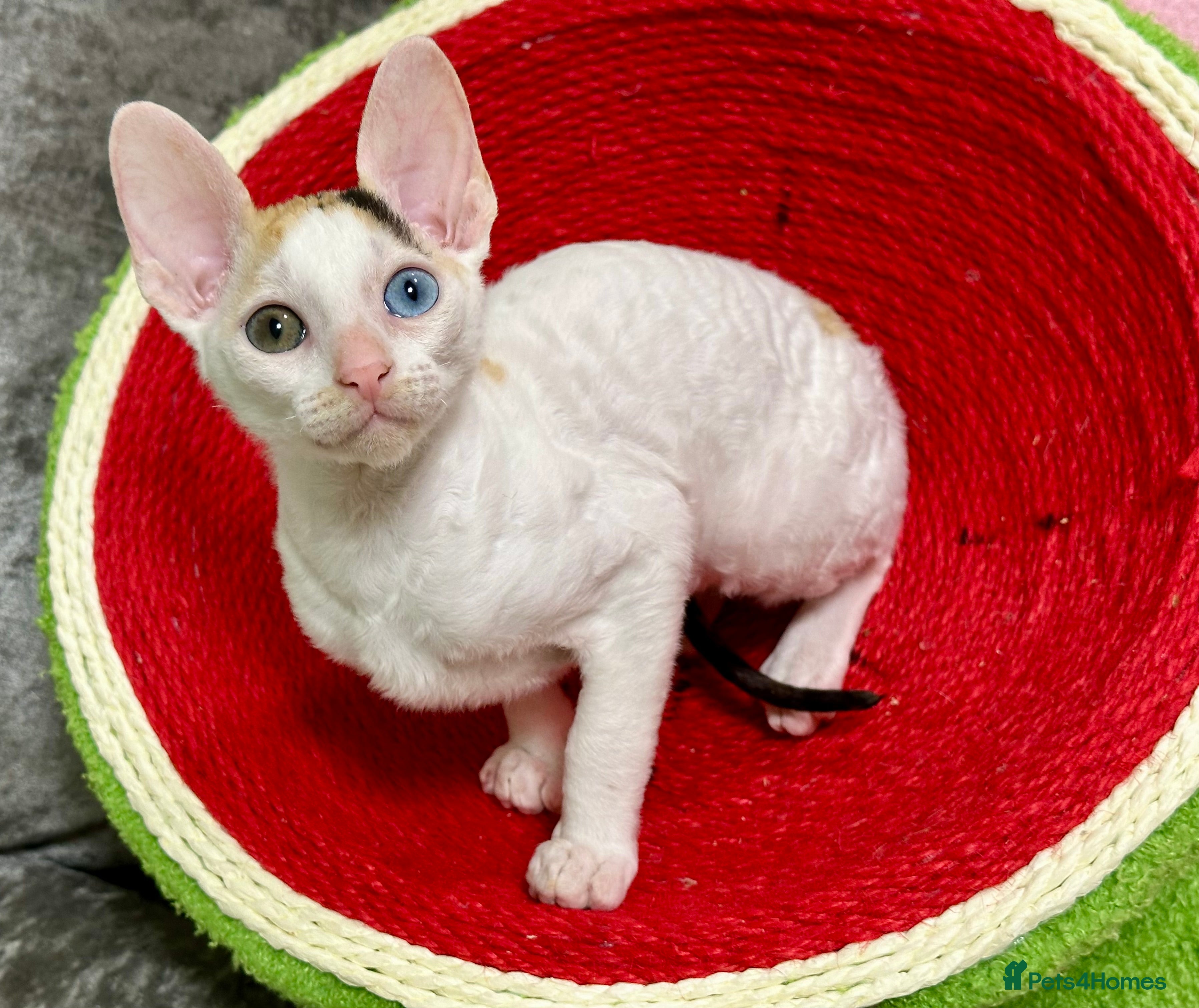 Cornish Rex cats 🌟❤️Pure Cornish Rex Kittens – Ready Now, 13 Weeks - Advert 1