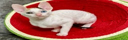 Cornish Rex cats for sale: 🌟Cornish Rex Kittens — Blue Eyes, Champion Line🌟 - Advert 6