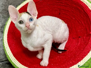 Cornish Rex cats 🌟❤️Pure Cornish Rex Kittens – Ready Now, 13 Weeks - Advert 2
