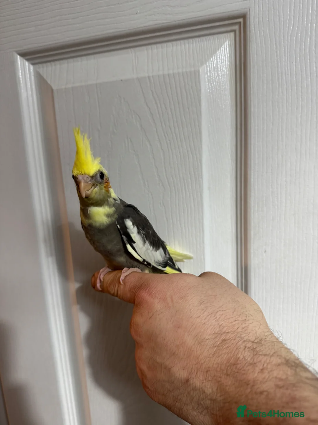 Cockatiels birds for sale: Cockatiels in Kidderminster - Advert 1