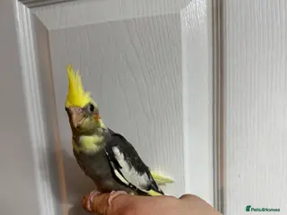 Cockatiels birds Cockatiels - Advert 1