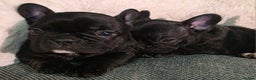 French Bulldog dogs for sale: Beautiful French bulldog  - Advert 15
