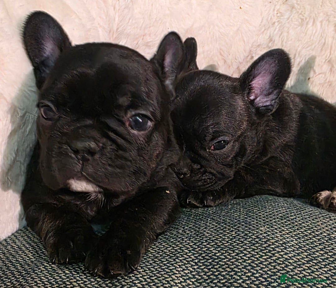 French Bulldog dogs for sale: Beautiful French bulldog  - Advert 15
