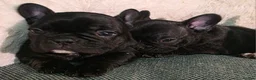 French Bulldog dogs for sale: Beautiful French bulldog  - Advert 24