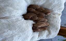 Labrador Retriever dogs for sale: KC Registered Fox Red Labrador puppies - Image 7