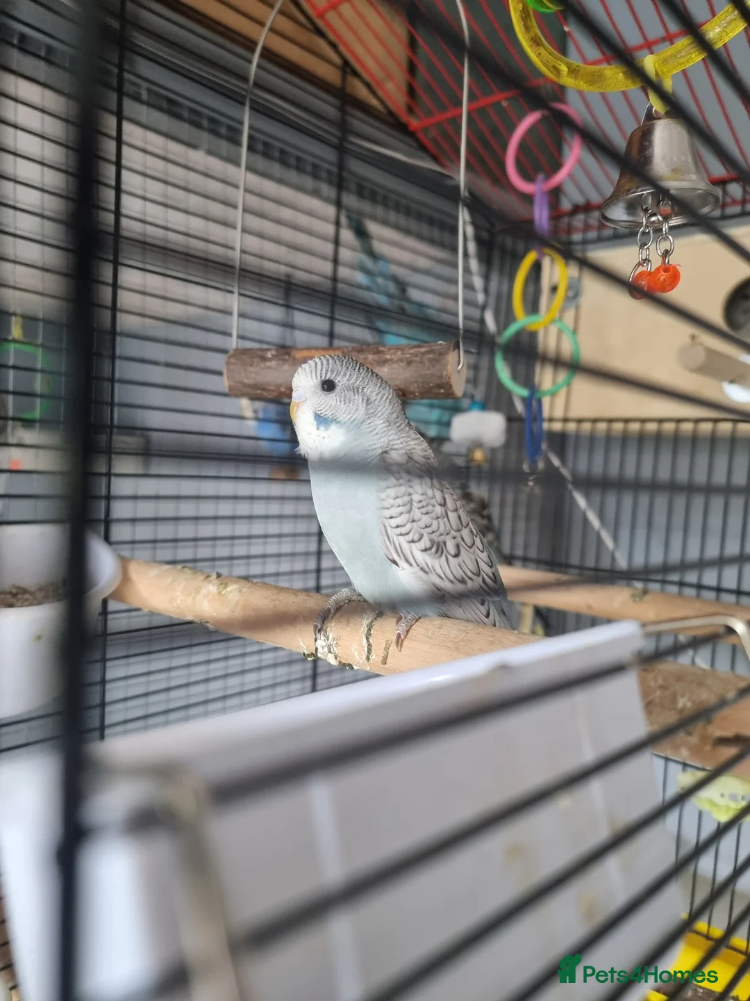 Budgerigars birds for sale: Budgie - Advert 4