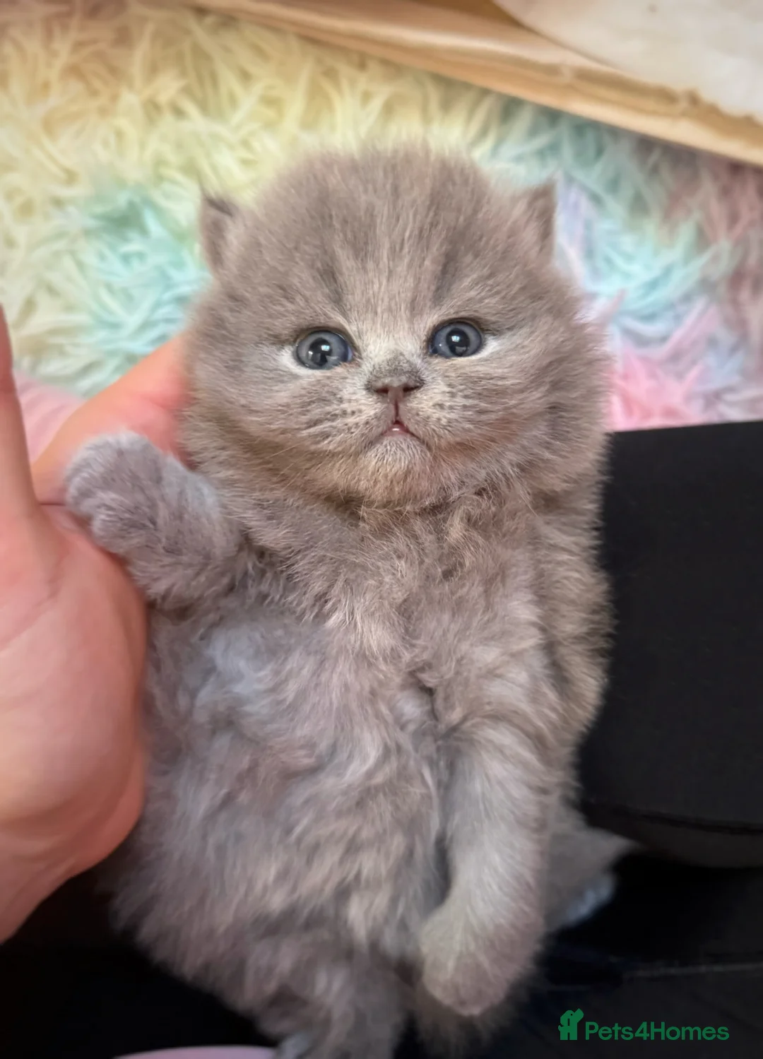 British Shorthair cats for sale: GCCF BSH & BSL show quality Champions - Advert 1