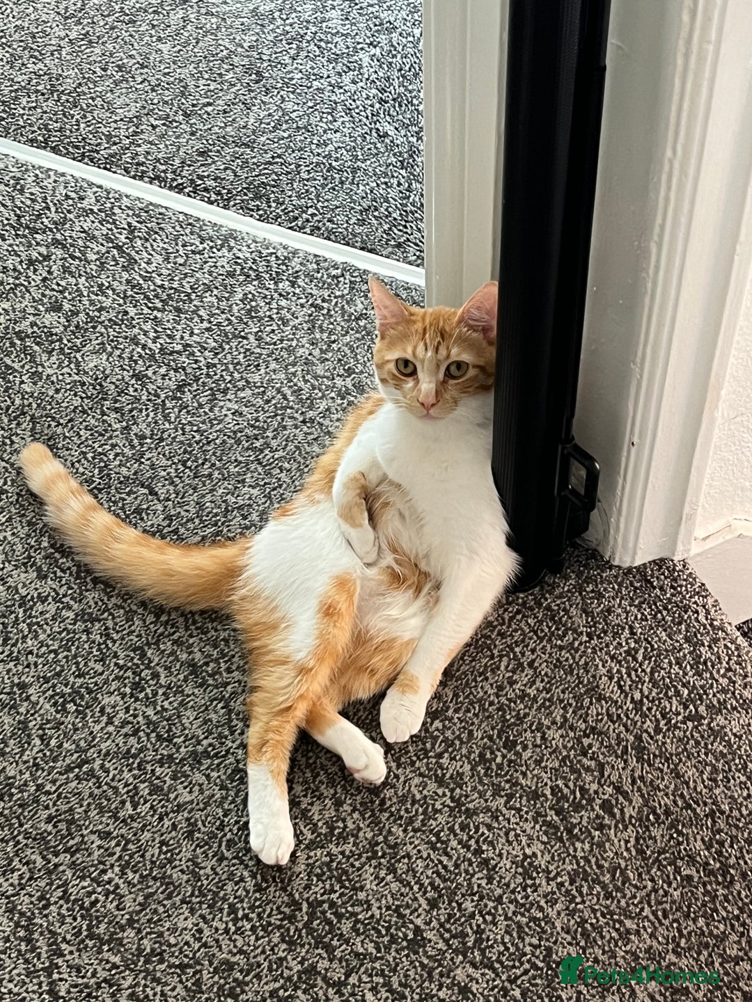 Mixed Breed cats for sale: Playful ginger cat looking for loving home - Image 4