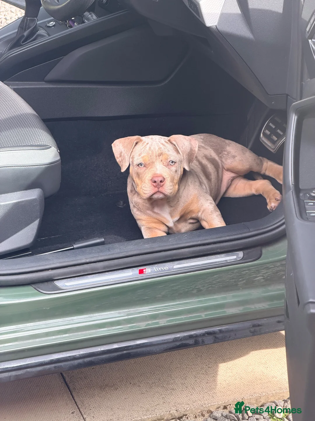American Bully dogs for sale: 4.5-MONTH-OLD POCKET BULLY PUPPY in Bonnybridge - Advert 2