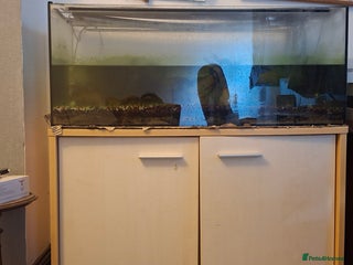 Rainbow Fish fish Fish tank for sale with items - Advert 13