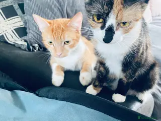 Mixed Breed cats 9 beautiful cats need rehomimg !! - Advert 22