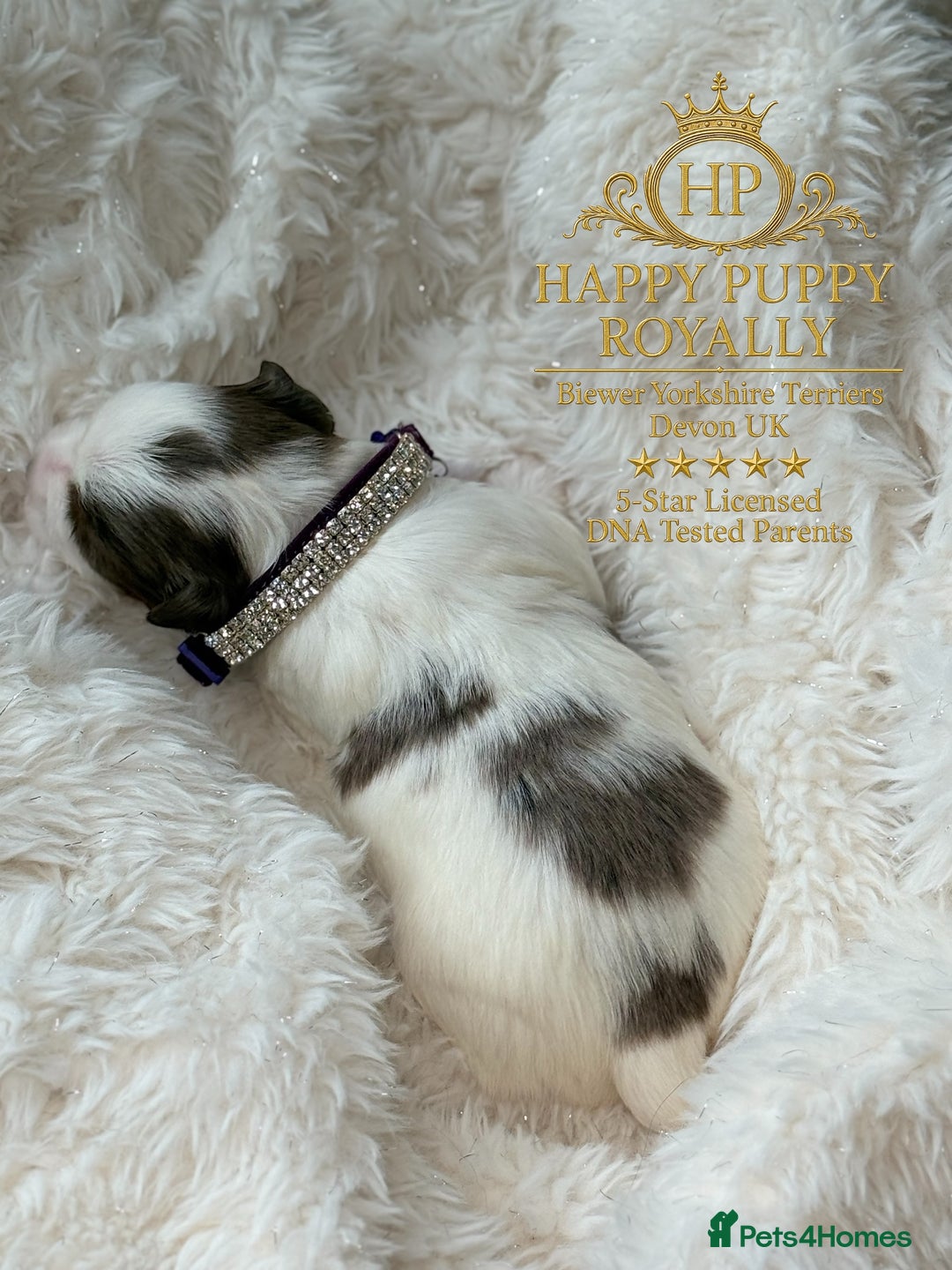 Yorkshire Terrier dogs for sale: BIEWER YORKIE PUPPIES 4 Available Licensed Breeder - Advert 8