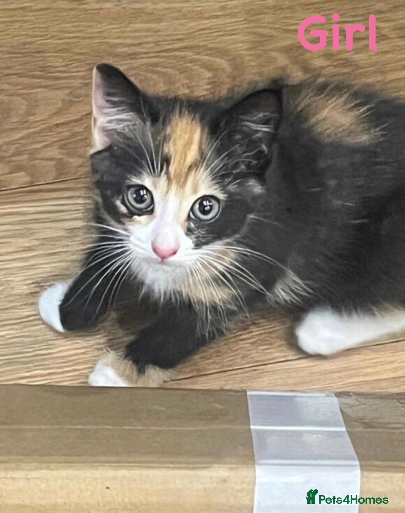 Mixed Breed cats 🐾❤️ Ragdoll X Shorthair Kittens ❤️🐾 - Advert 2