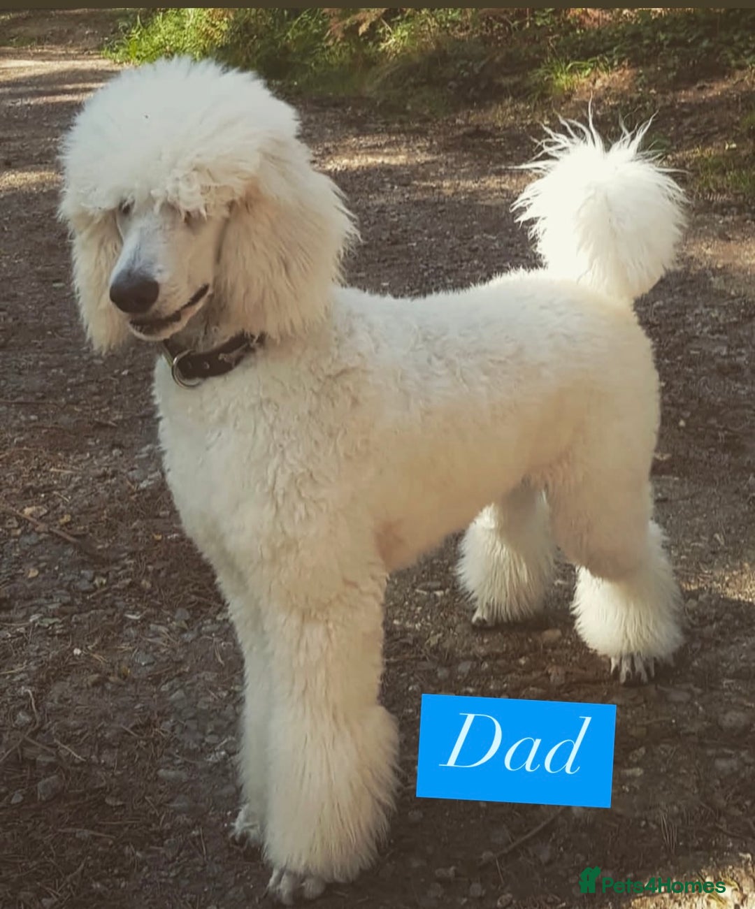 Goldendoodle dogs for sale: F1B GOLDENDOODLE PUPPIES 2 BOYS AVAILABLE  in Farnham - Image 13