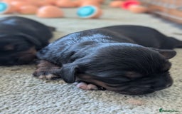 Cavalier King Charles Spaniel dogs for sale: 💖KC Registered Cavalier King Charles Spaniel Pups - Image 9