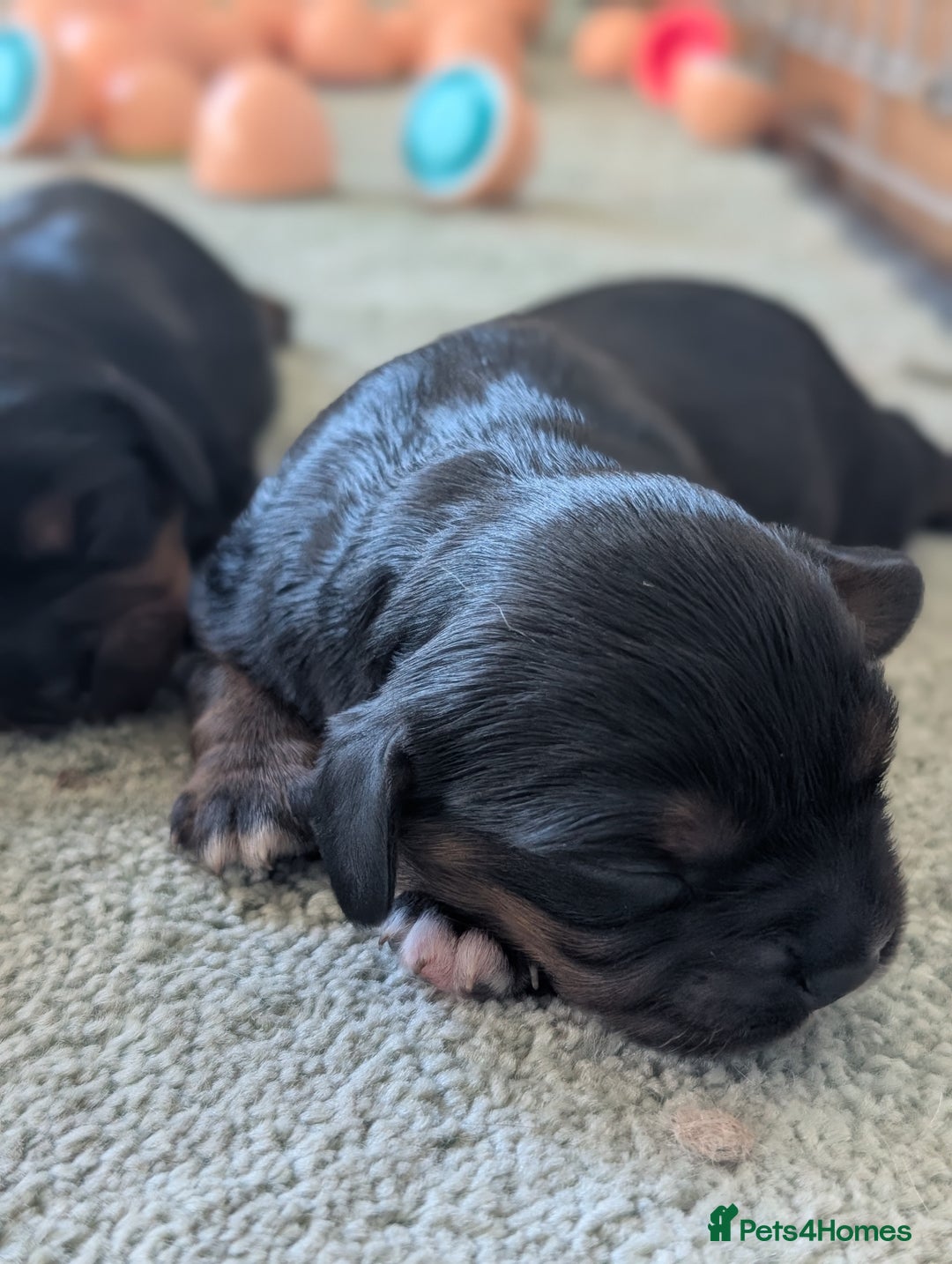 Cavalier King Charles Spaniel dogs for sale: 💖KC Registered Cavalier King Charles Spaniel Pups - Image 9