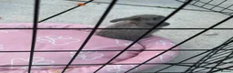 Mini Lop rabbits for sale: Stunning baby mini lops - Advert 5
