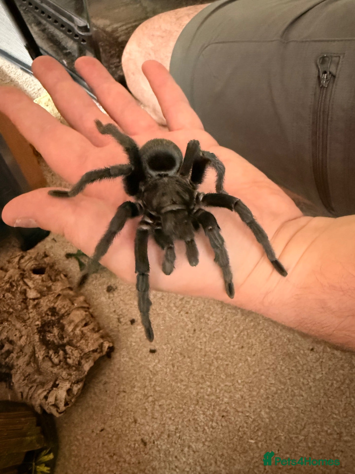 Tarantulas invertebrates for sale: Adult Male Brazilian Black Tarantula - Advert 1