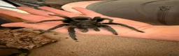 Tarantulas invertebrates for sale: Adult Male Brazilian Black Tarantula in Loughborough - Advert 1