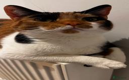 Mixed Breed cats for sale: Cat for sale - Image 3