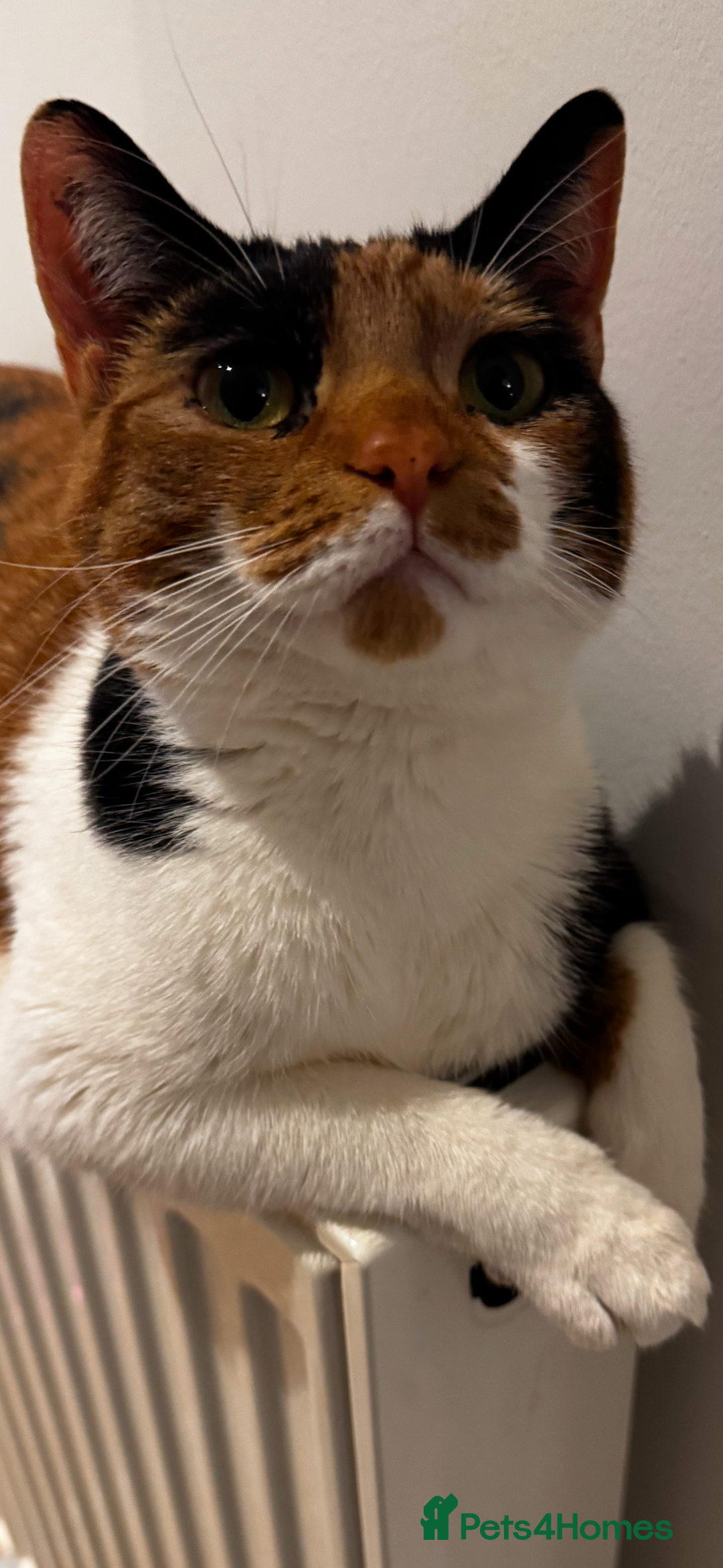 Mixed Breed cats for sale: Cat for sale - Image 3