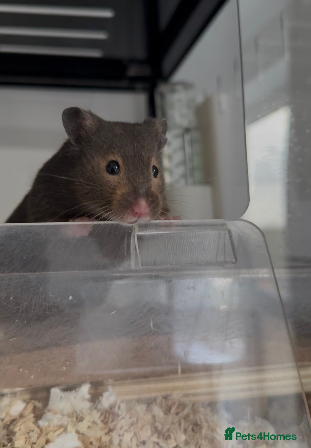 Hamster rodents Loki for Adoption🐹 - Advert 1