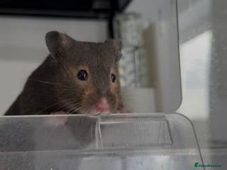 Hamster rodents Loki for Adoption🐹 - Advert 1