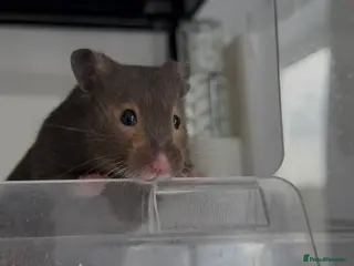 Hamster rodents Loki for Adoption🐹 - Advert 10