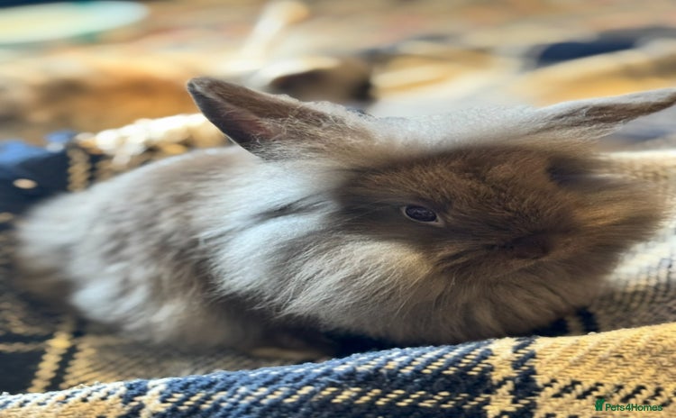 Mini Lion Lop rabbits - Advert 2
