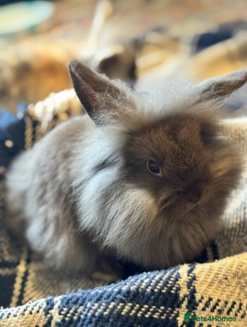 Mini Lion Lop rabbits - Advert 1